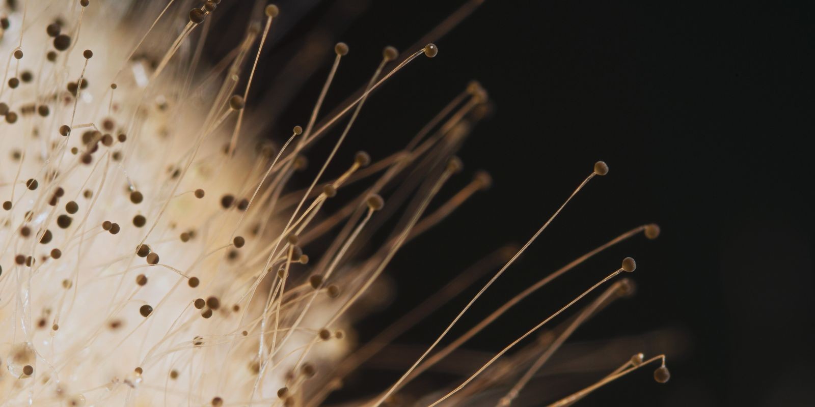 Szara pleśń pod lupą mikroskopu