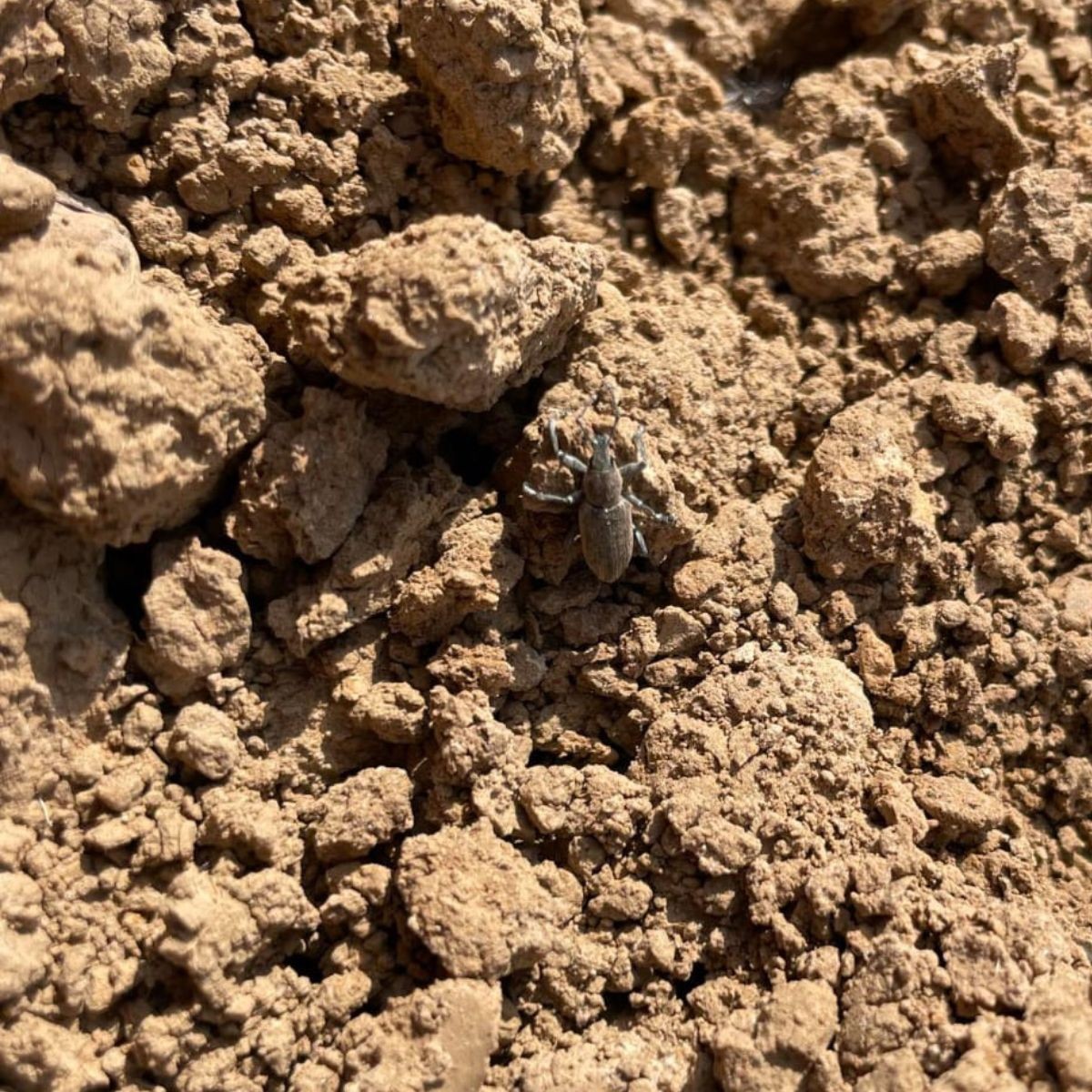 Szarek komośnik stapia się z glebą