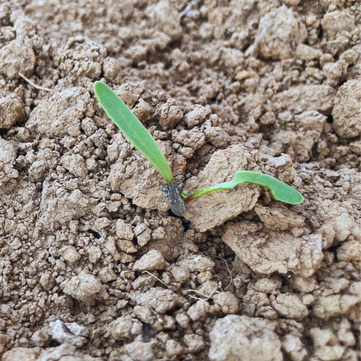 Szarek komośnik żerujący na siewce buraka