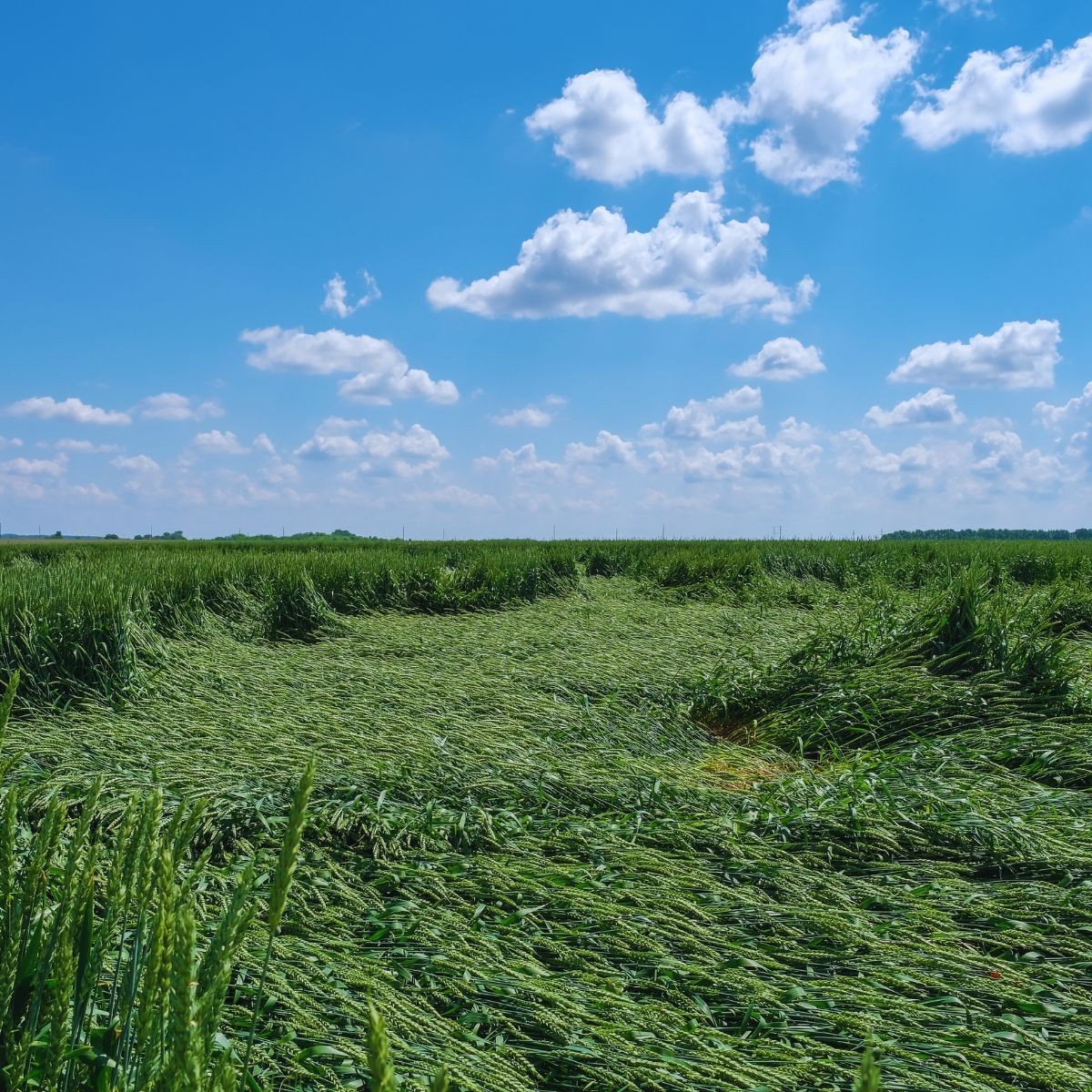 Szkoda powstała w wyniku działania wiatru