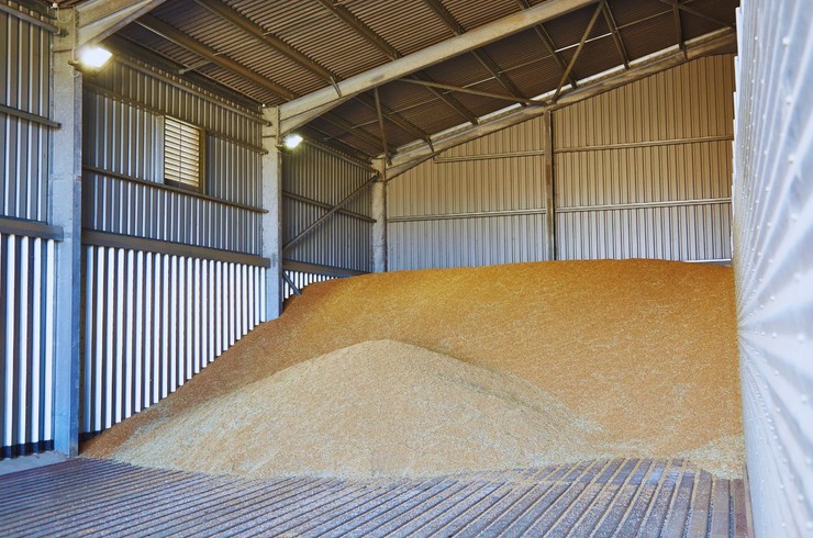 Szkodniki magazynowe zbóż