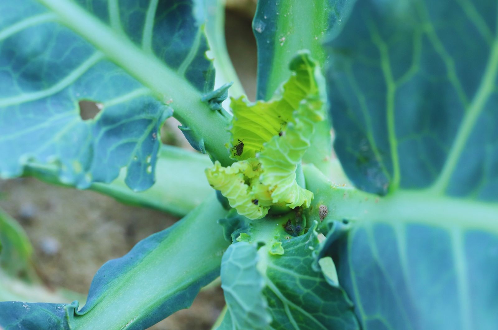 Szkodniki rzepaku - co musisz o nich wiedzieć?