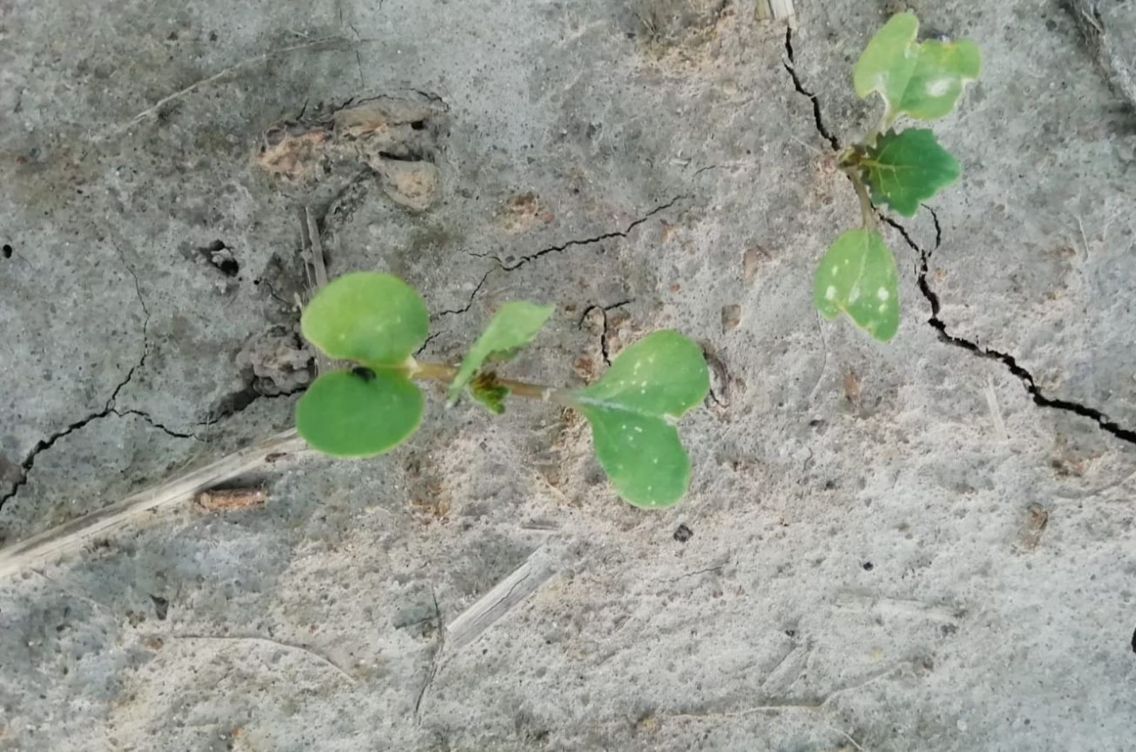 Zdjęcie tatnisia krzyzowiaczka na plantacji rzepaku