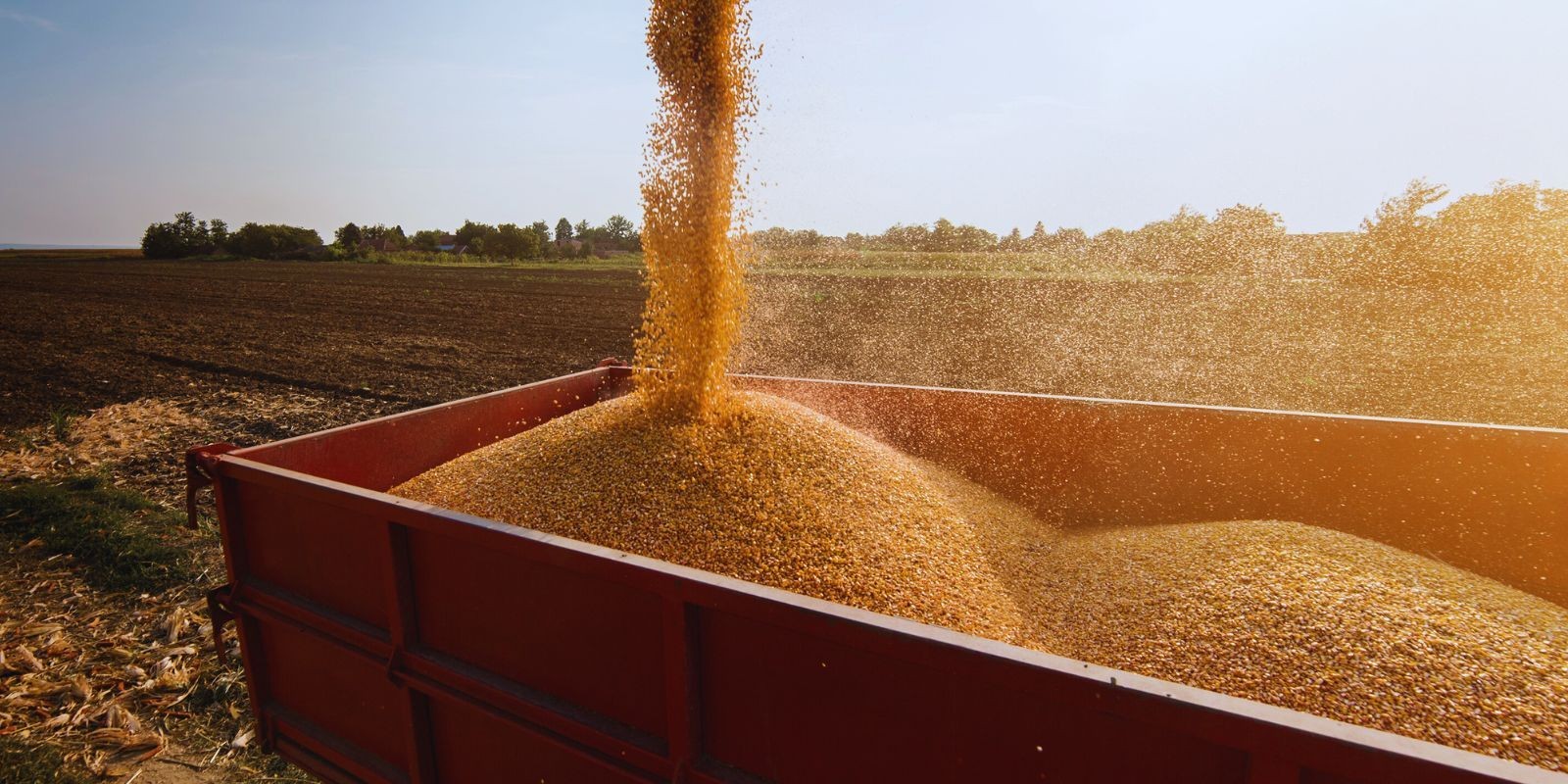 Transport kukurydzy i odbiór od Klienta