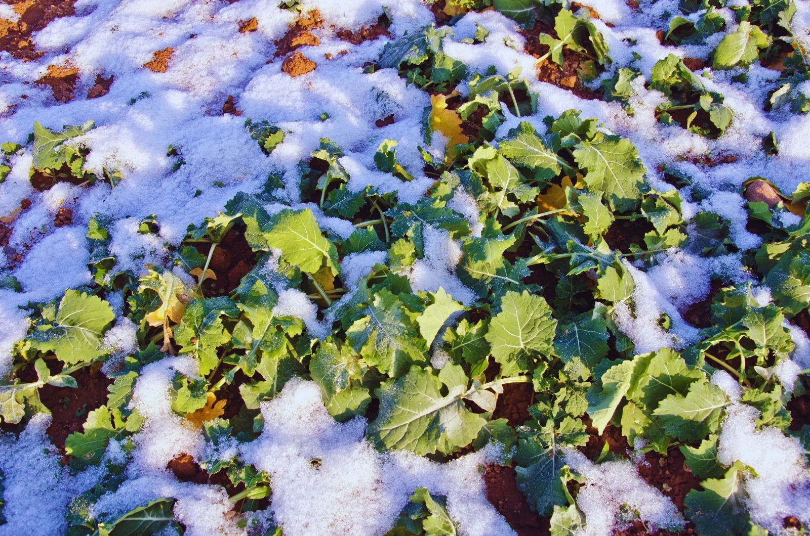 Ujemne skutki przezimowania upraw