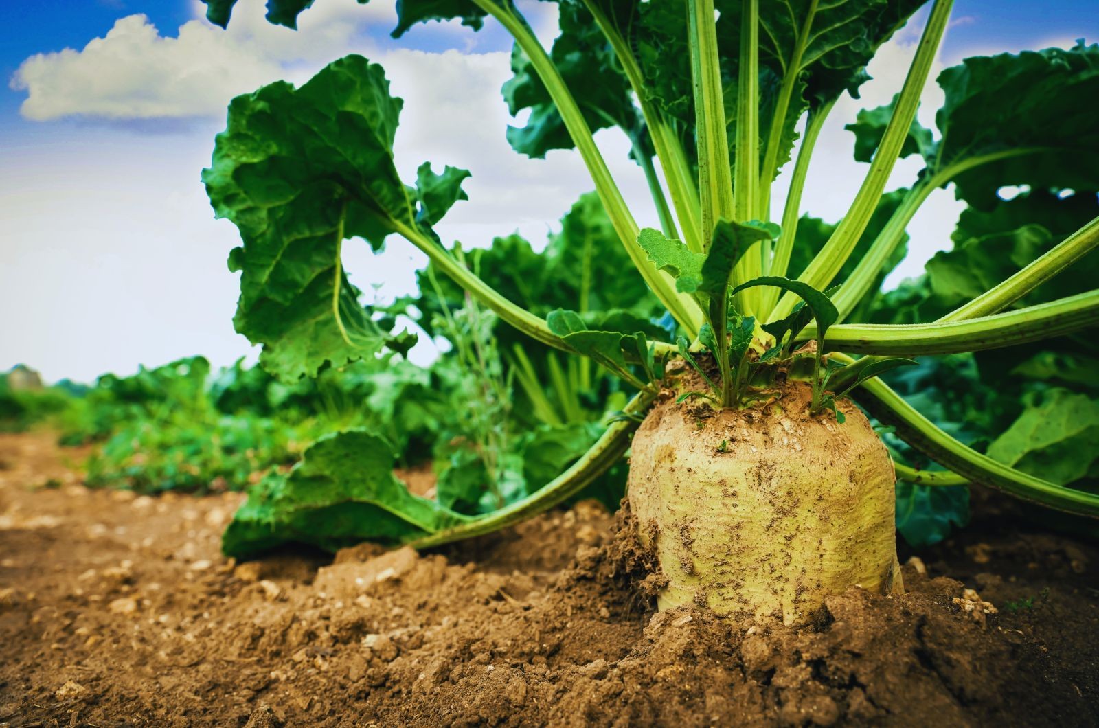 Uprawa buraka cukrowego - siew, ochrona i zbiór buraków