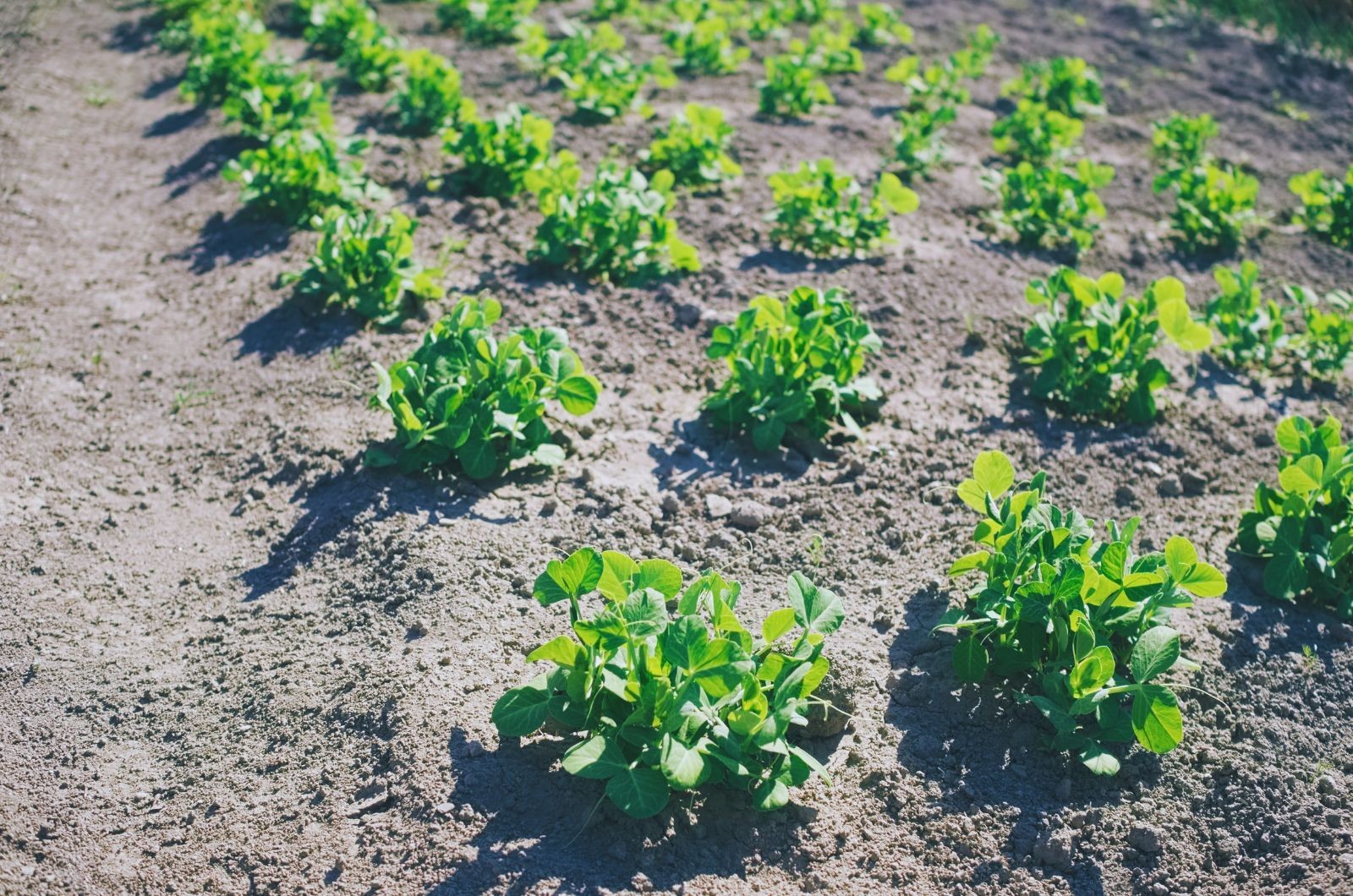 Uprawy jare wysiewane wiosną - groch