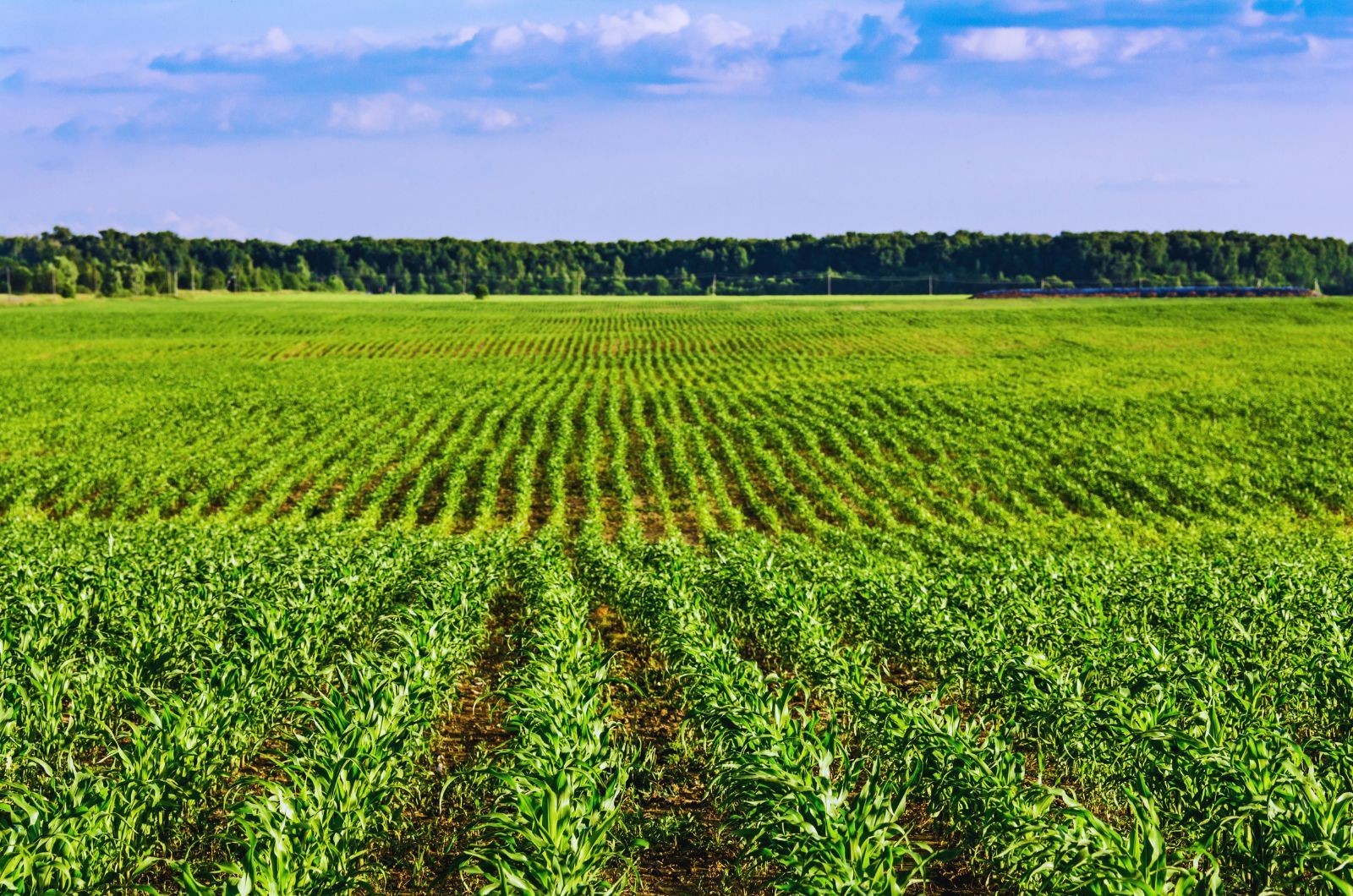 Uprawy jare wysiewane wiosną - kukurydza
