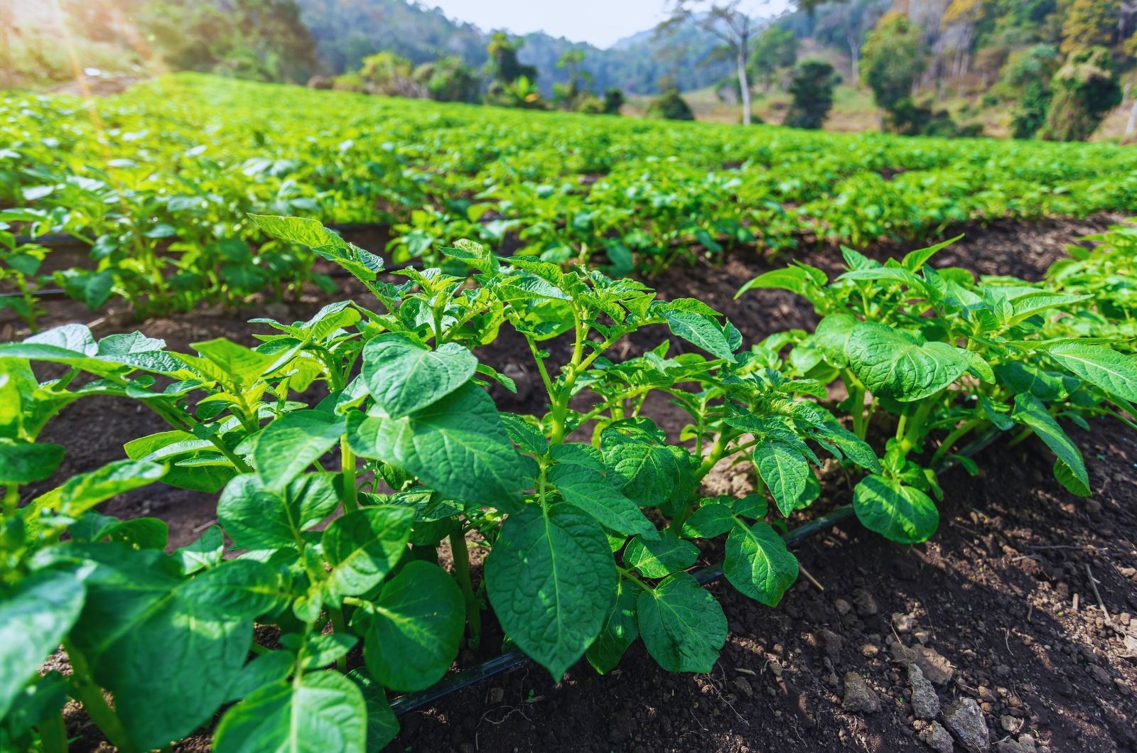 Rośliny jare wysiewane wiosną - ziemniak