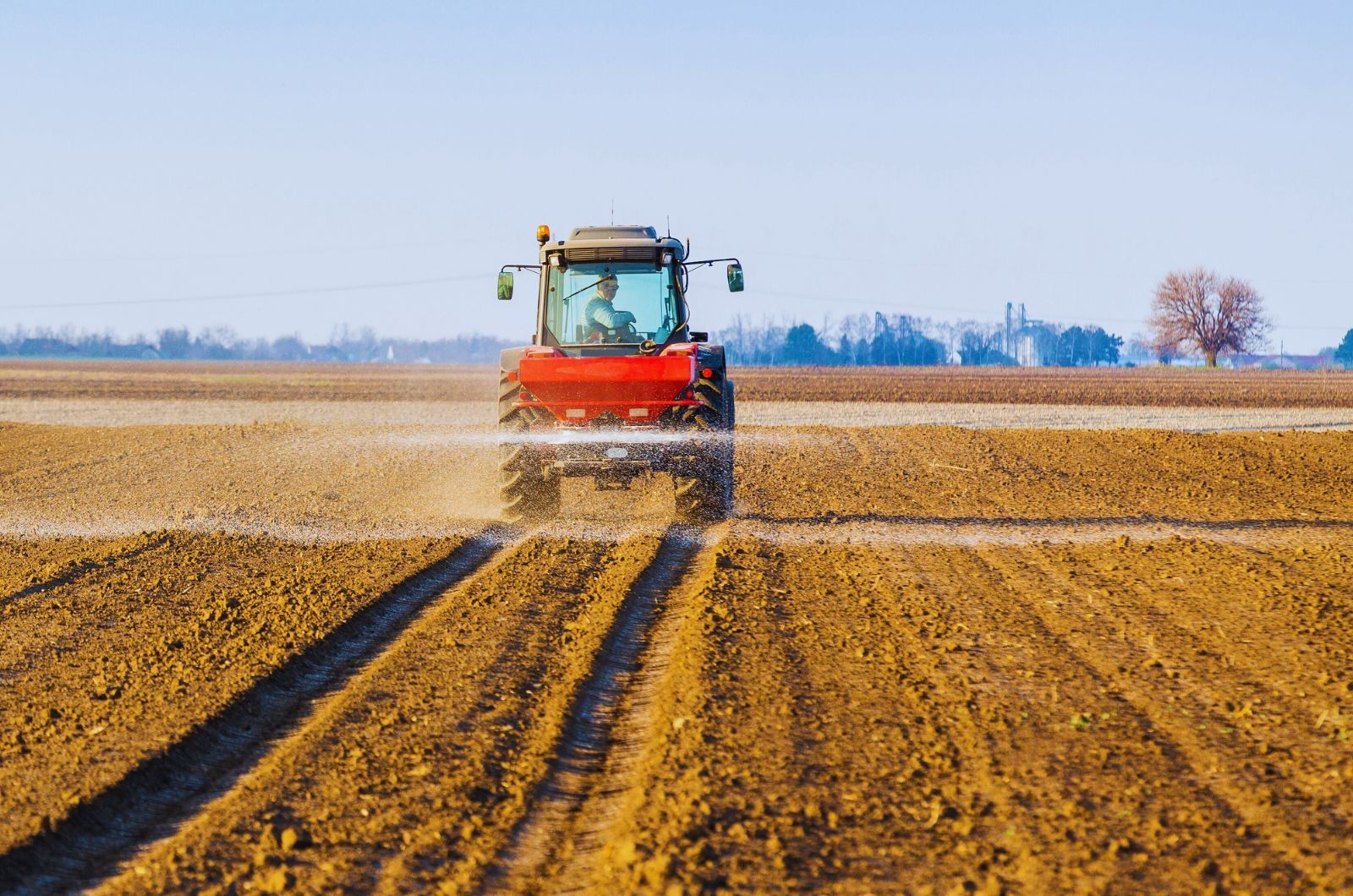 Wapno pod rzepak: czym i kiedy wykonać wapnowanie rzepaku?