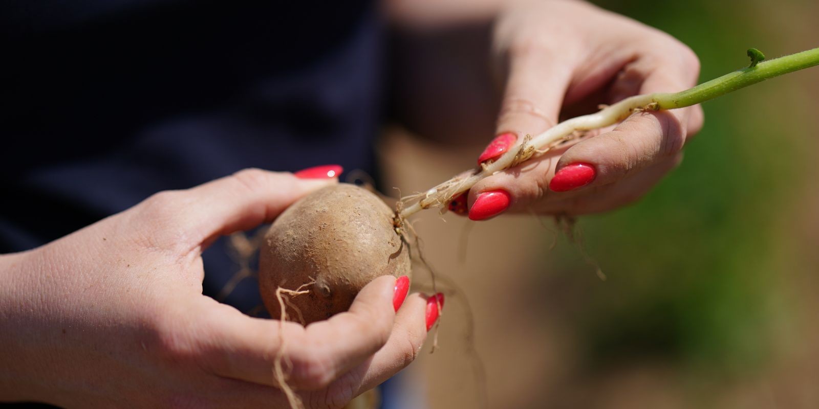Warunki pogodowe wpływają na ilość pędów