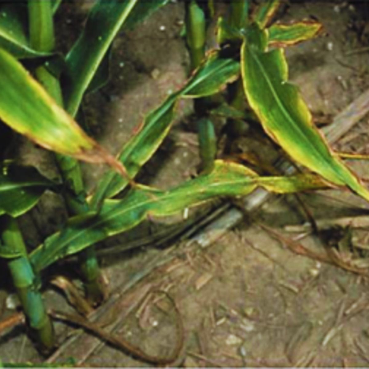 Widoczne objawy braku potasu na kukurydzy