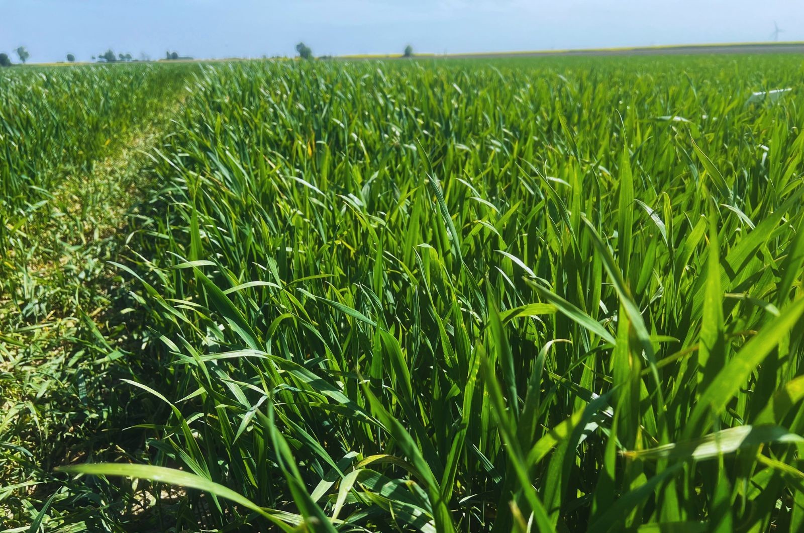 Wiosna - jaki oprysk na chwasty w zbożach ozimych