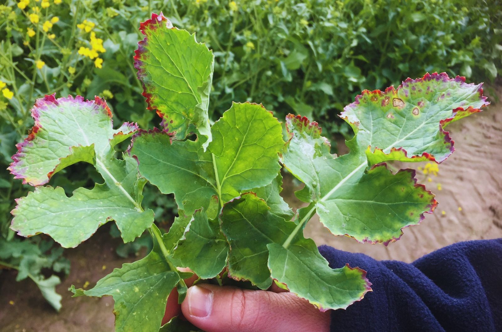 Czy wirus żółtaczki rzepy (TuYV) obniża plon rzepaku?