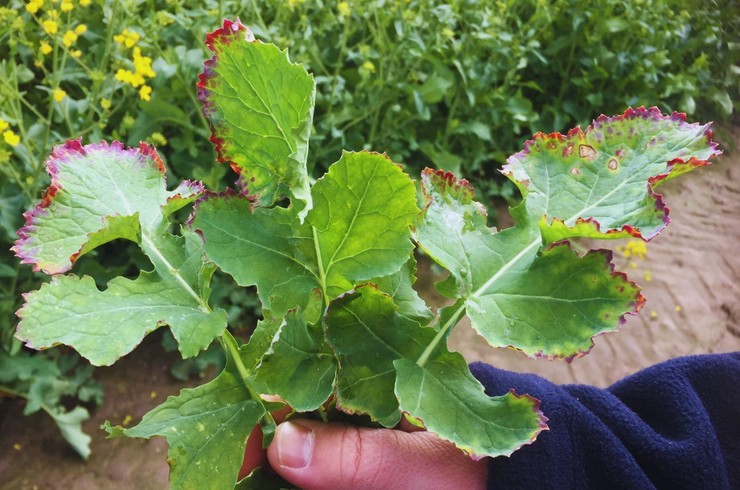 Czy wirus żółtaczki rzepy (TuYV) obniża plon rzepaku?