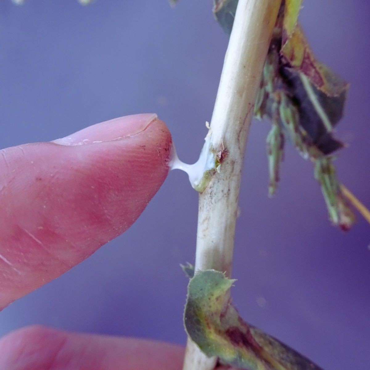 Z uszkodzonych tkanek wypływa mleczny sok