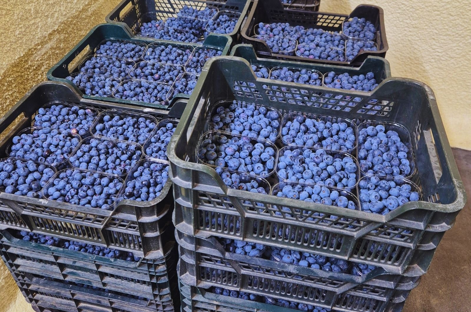 Zabiegi po zbiorach borówki budują kolejny sezon