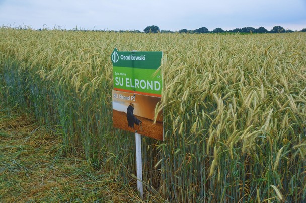 Żyto hybrydowe ozime – dlaczego wybrać F1?