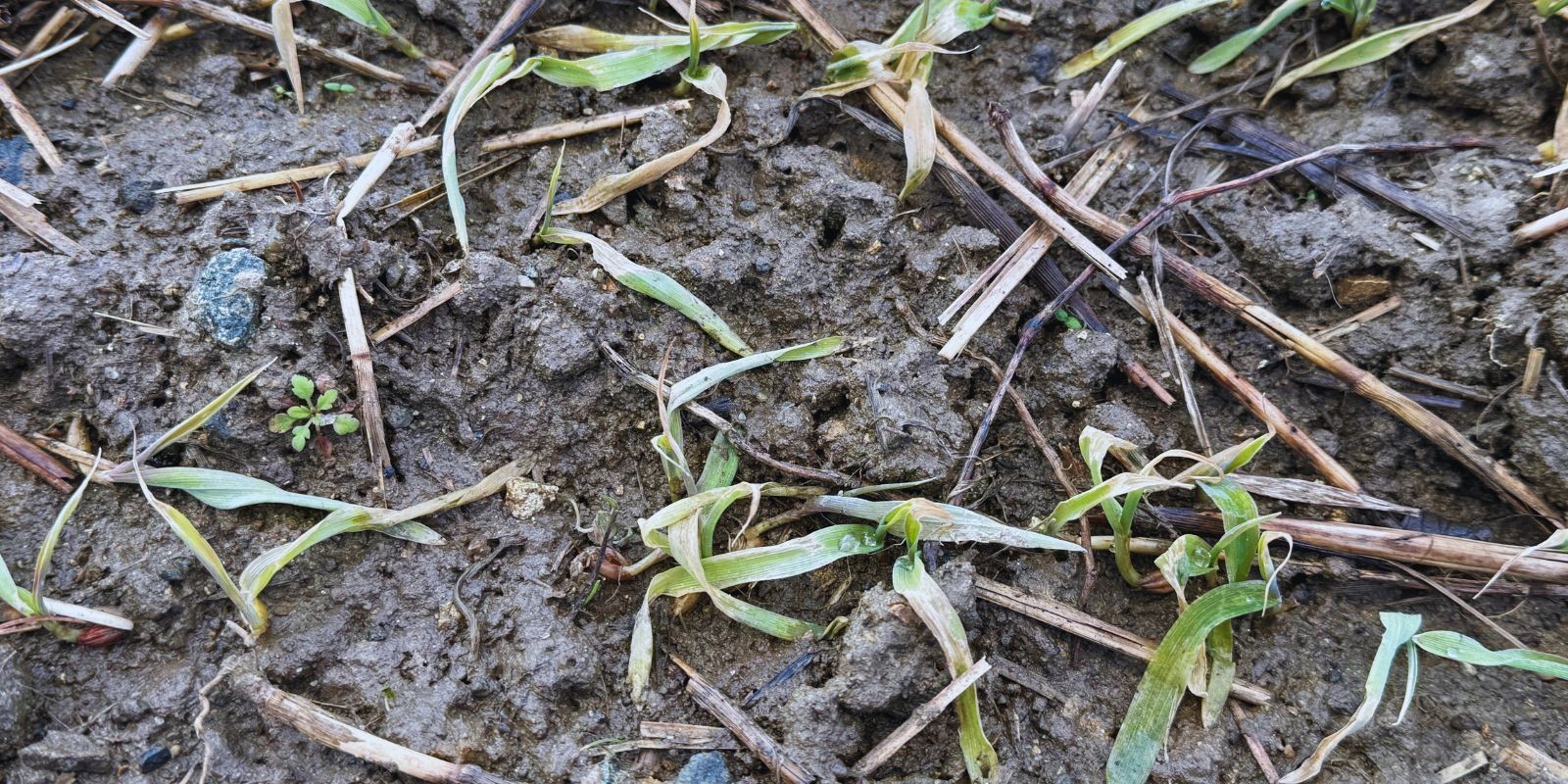 Jęczmień ozimy podczas oceny przezimowania