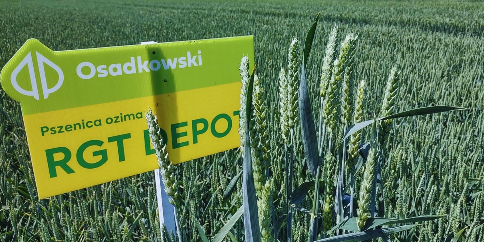 Pszenica RGT Depot posiada dużą elastyczność terminu siewu