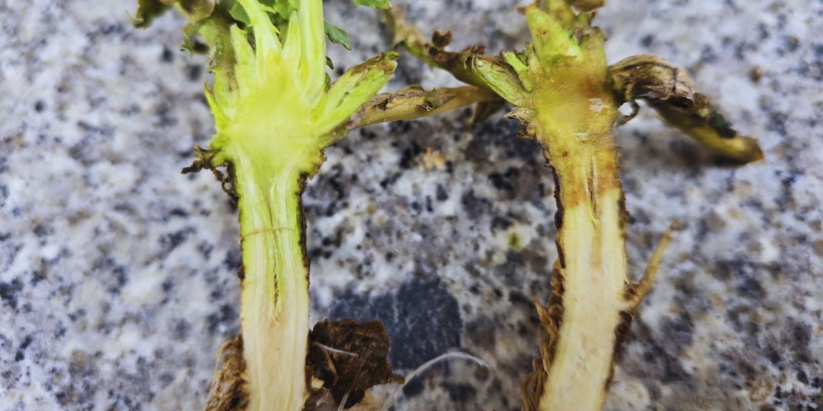 Wstępna ocena przezimowania rzepaku - warunki polowe