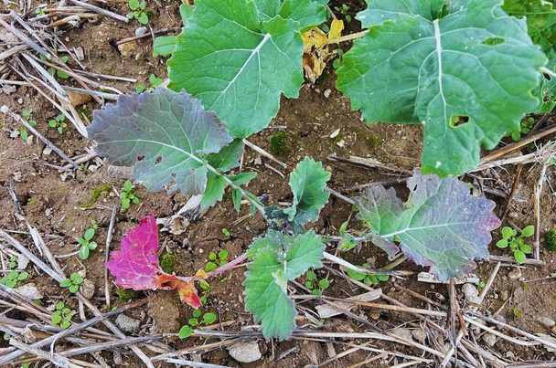 Czym wykonać oprysk na chwasty w rzepaku powschodowo?