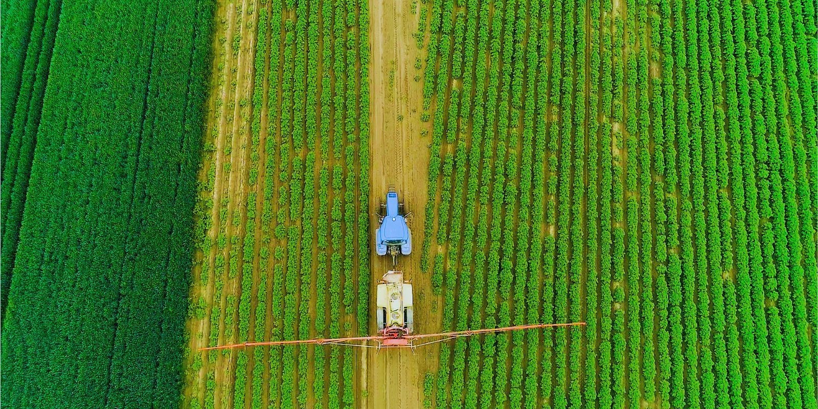 Dokarmianie dolistne ziemniaka połączenie nawożenia i ochrony