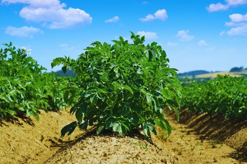 Nawożenie ziemniaka - Jaki nawóz pod ziemniaki?