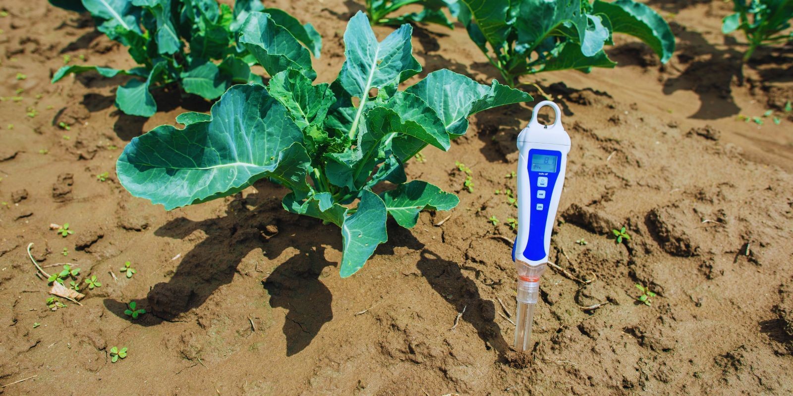 Nawozy odkwaszające stosuj, gdy pH gleby będzie wysokie