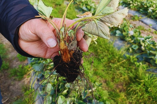 Phytophtoroza truskawki - czyli choroba korzeni zwana fytoftorozą