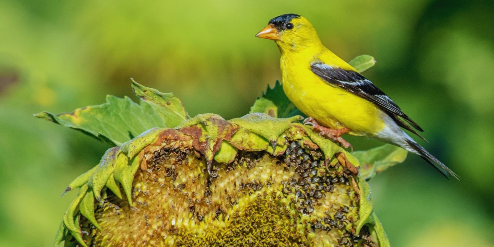 Ptaki są zagrożeniem w uprawie słonecznika