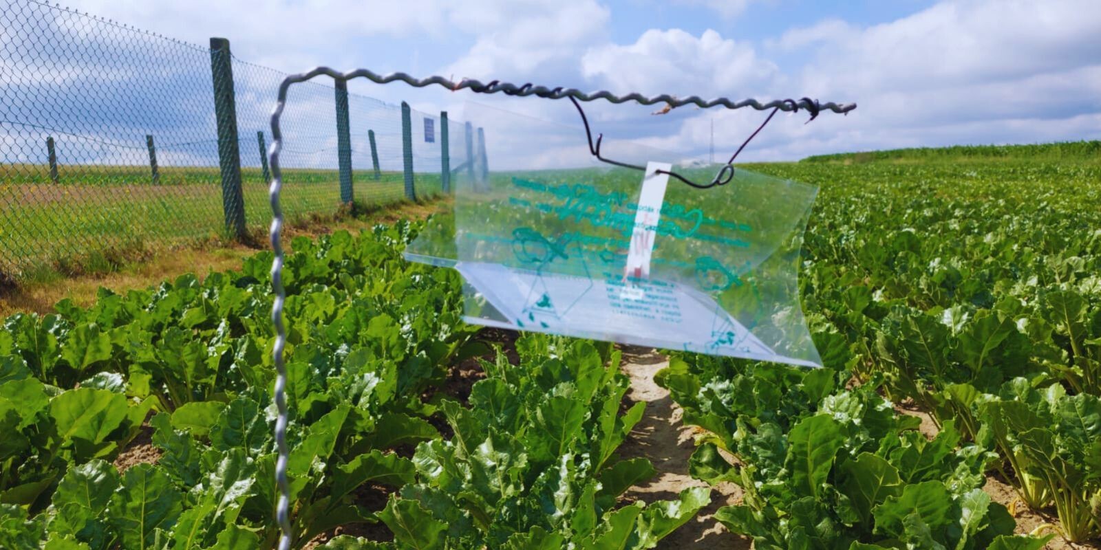 Pułapka feromonowa do odłowu szkodników w buraku