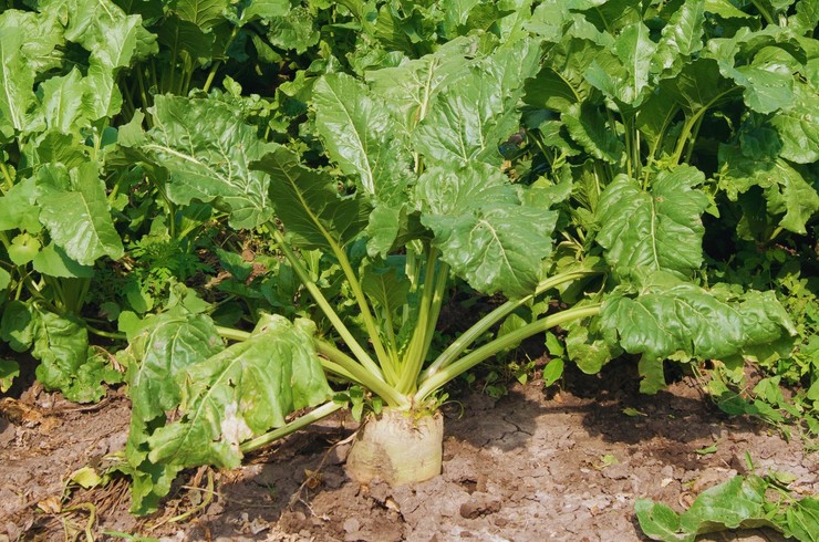 Syndrom niskiej zawartości cukru i kauczukowate buraki – nowe choroby