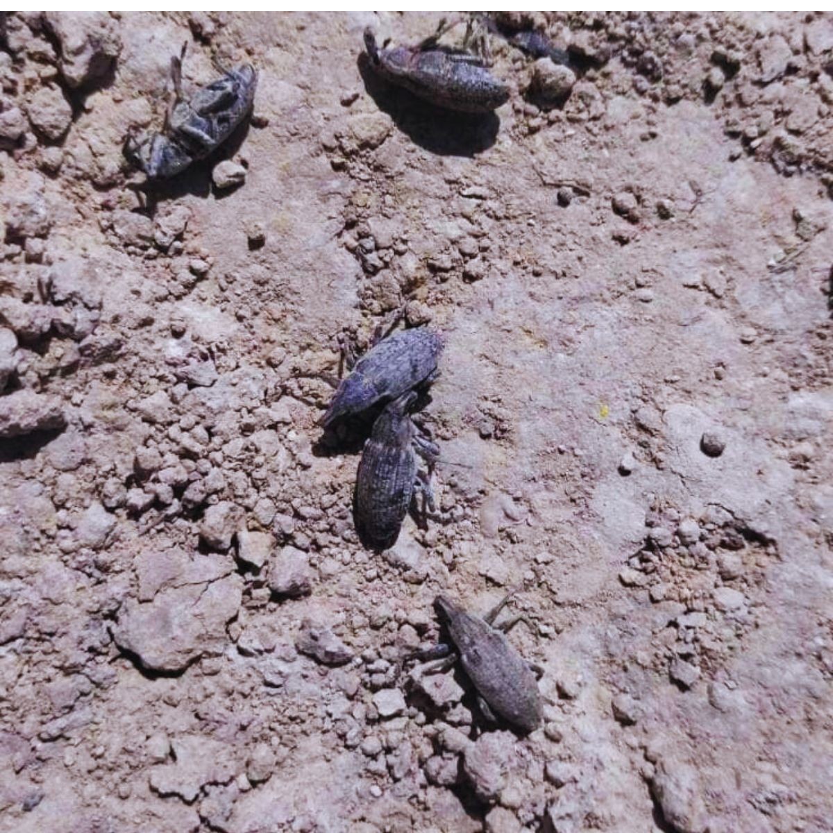 Szarek komośnik w buraku