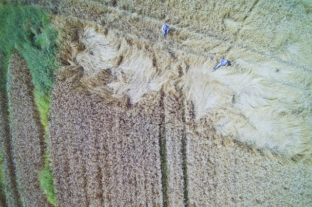 Szkody łowieckie oraz ujemne skutki przezimowania ocena z wykorzystaniem drona