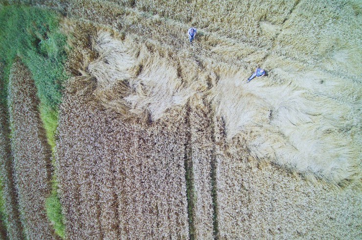 Szkody łowieckie oraz ujemne skutki przezimowania ocena z wykorzystaniem drona