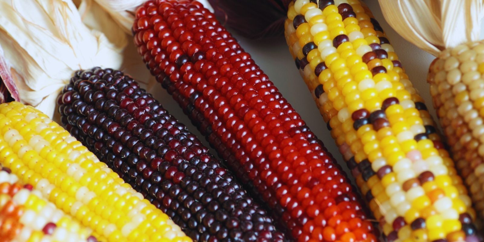 Trzecia cyfra w FAO oznacza kolor ziarniaka