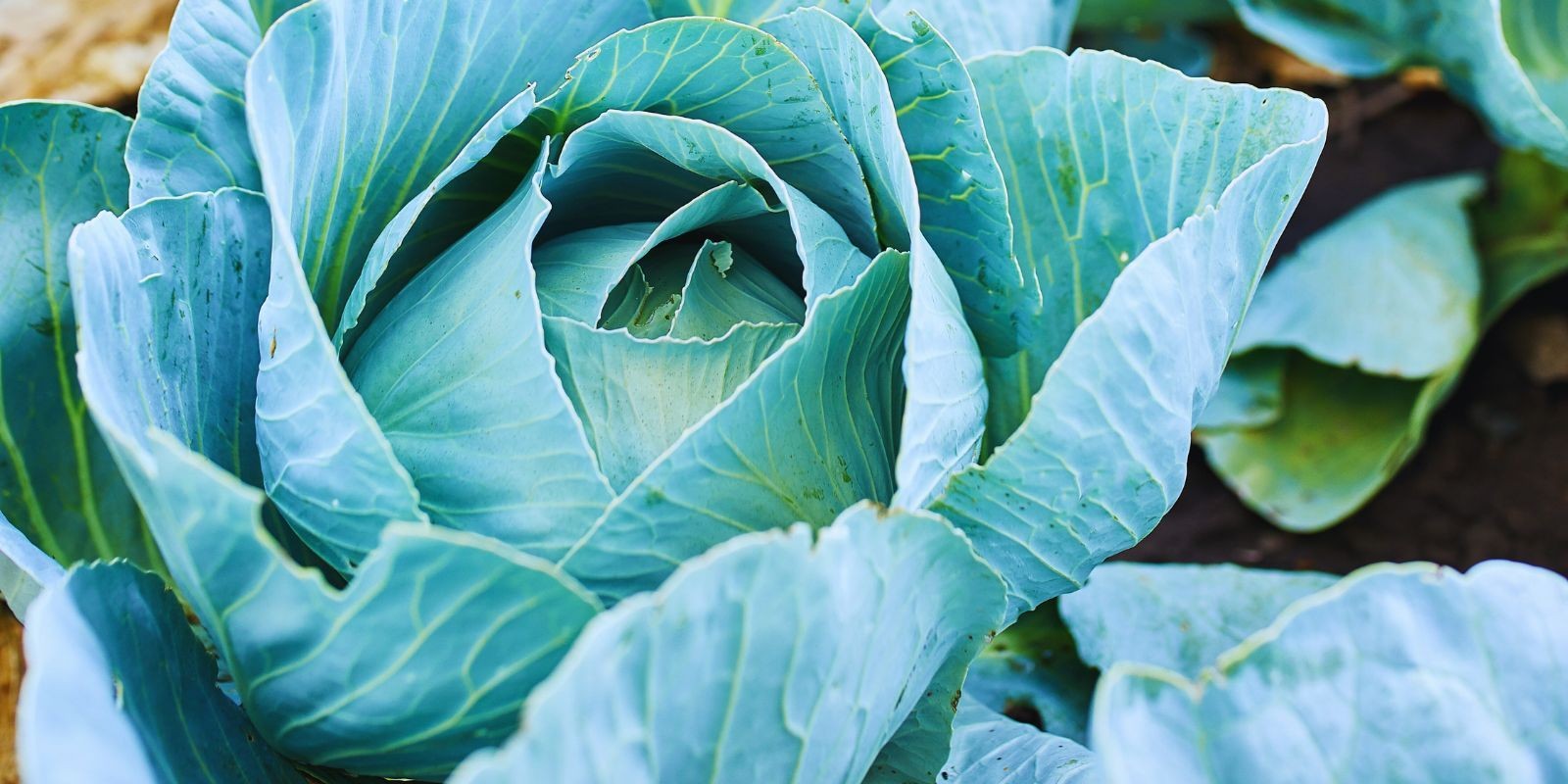 Warzywa z rodziny kapustnych również potrzebują duże ilości wapnia