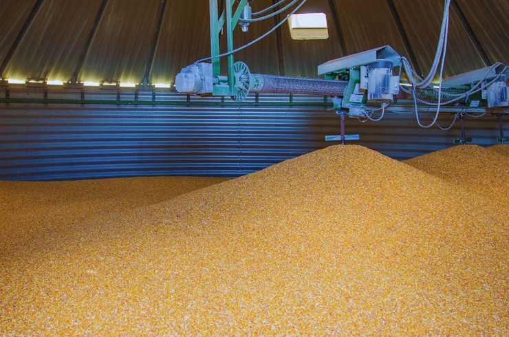 Rynek zbożowy w listopadzie 2025 – stabilizacja pszenicy i wyzwania w segmencie kukurydzy