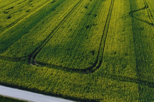 Zabiegi w rzepaku - kiedy i jak je przeprowadzić