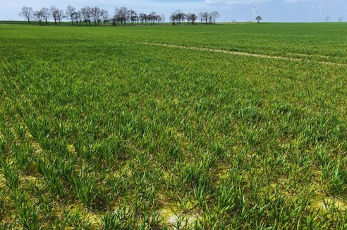 Żółta karłowatość jęczmienia - objawy choroby i jak przed nią chronić