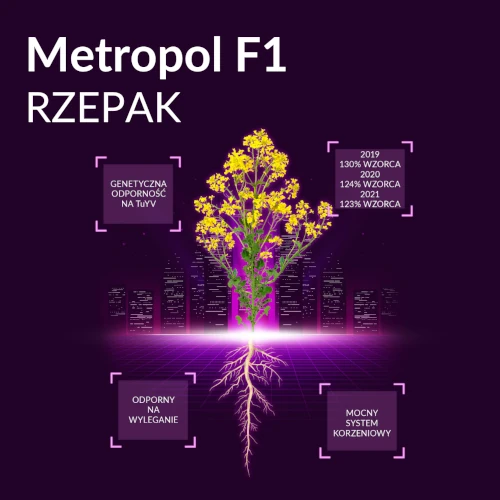 Rzepak Metropol