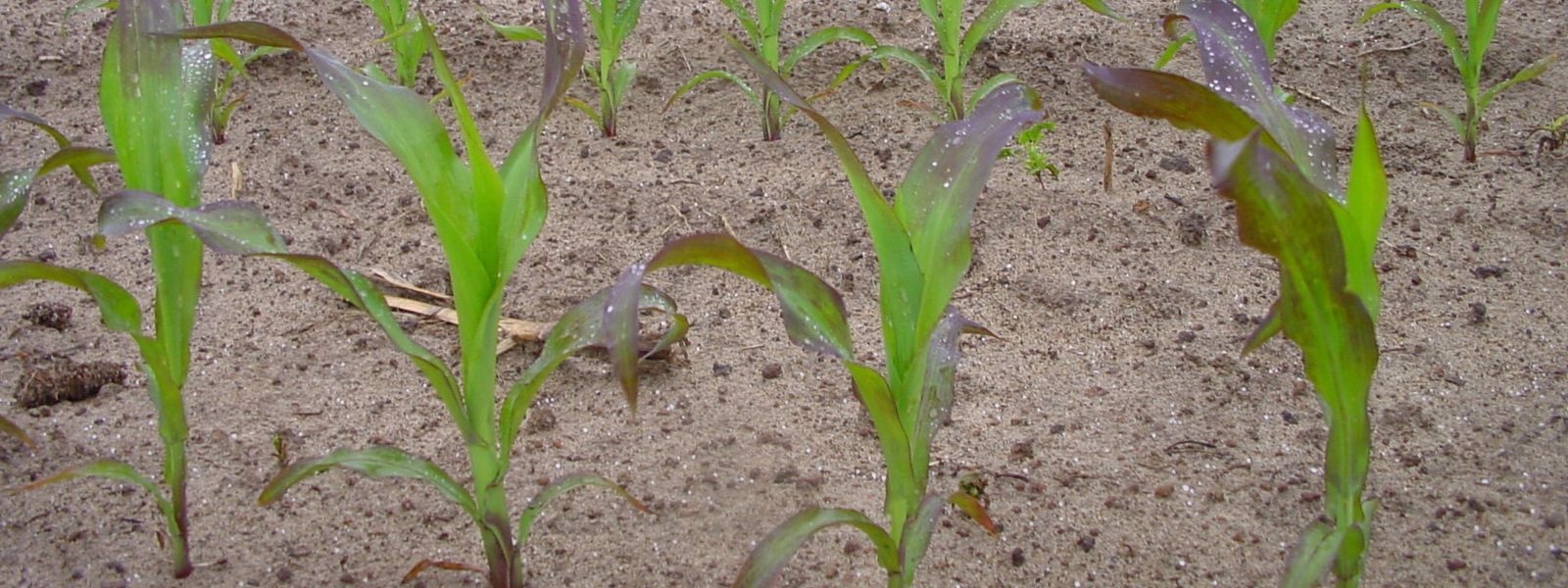 Objawy niedoboru fosforu w kukurydzy