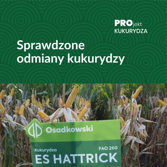 Sprawdzone odmiany kukurydzy Osadkowski | PROjekt KUKURYDZA