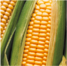 Kontraktacja kukurydzy 1