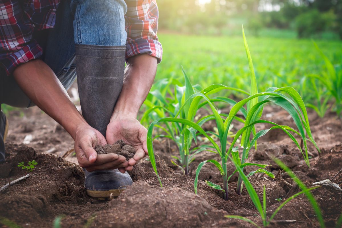Badanie gleby kluczowe w uprawie kukurydzy