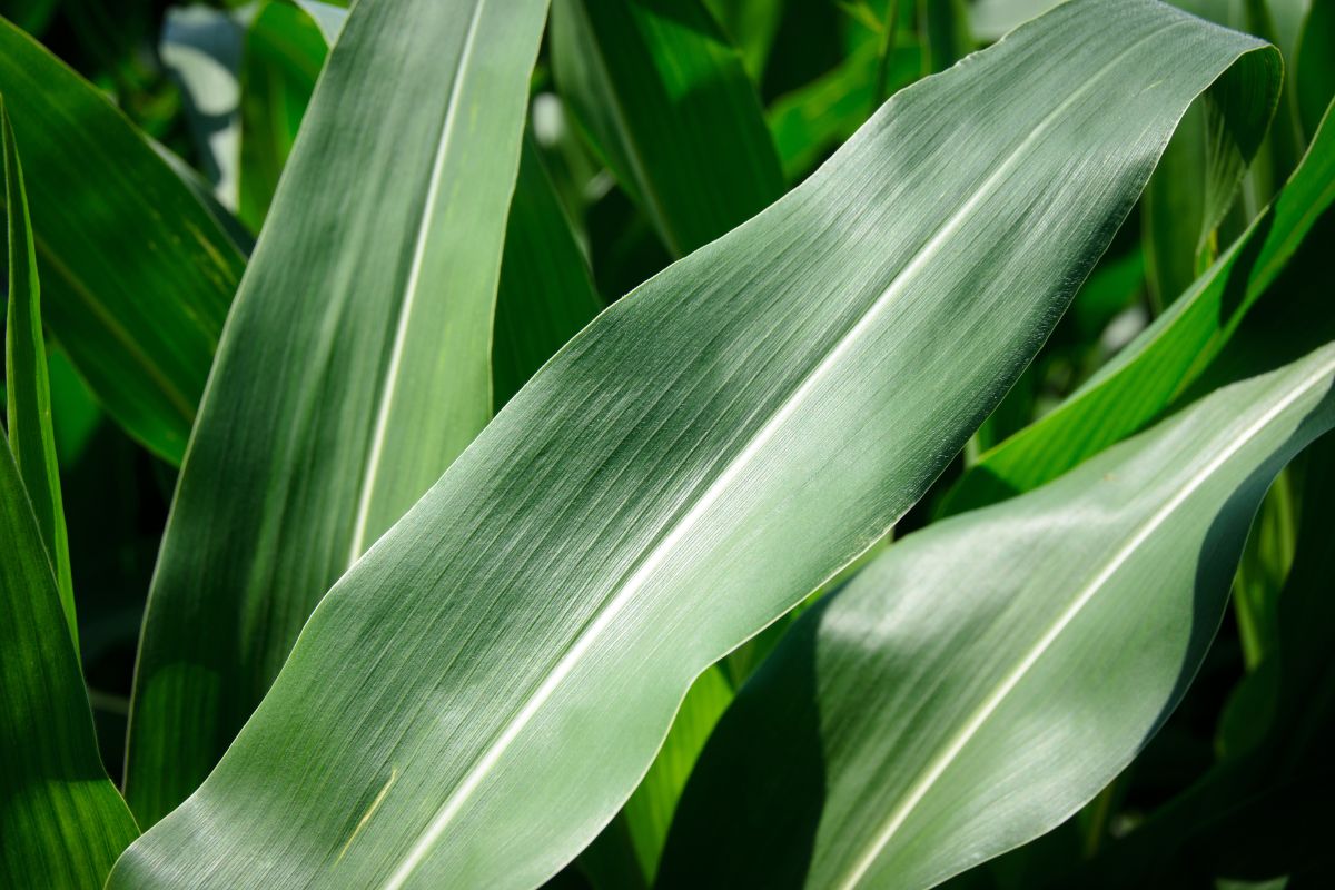 Liście roślin kukurydzy