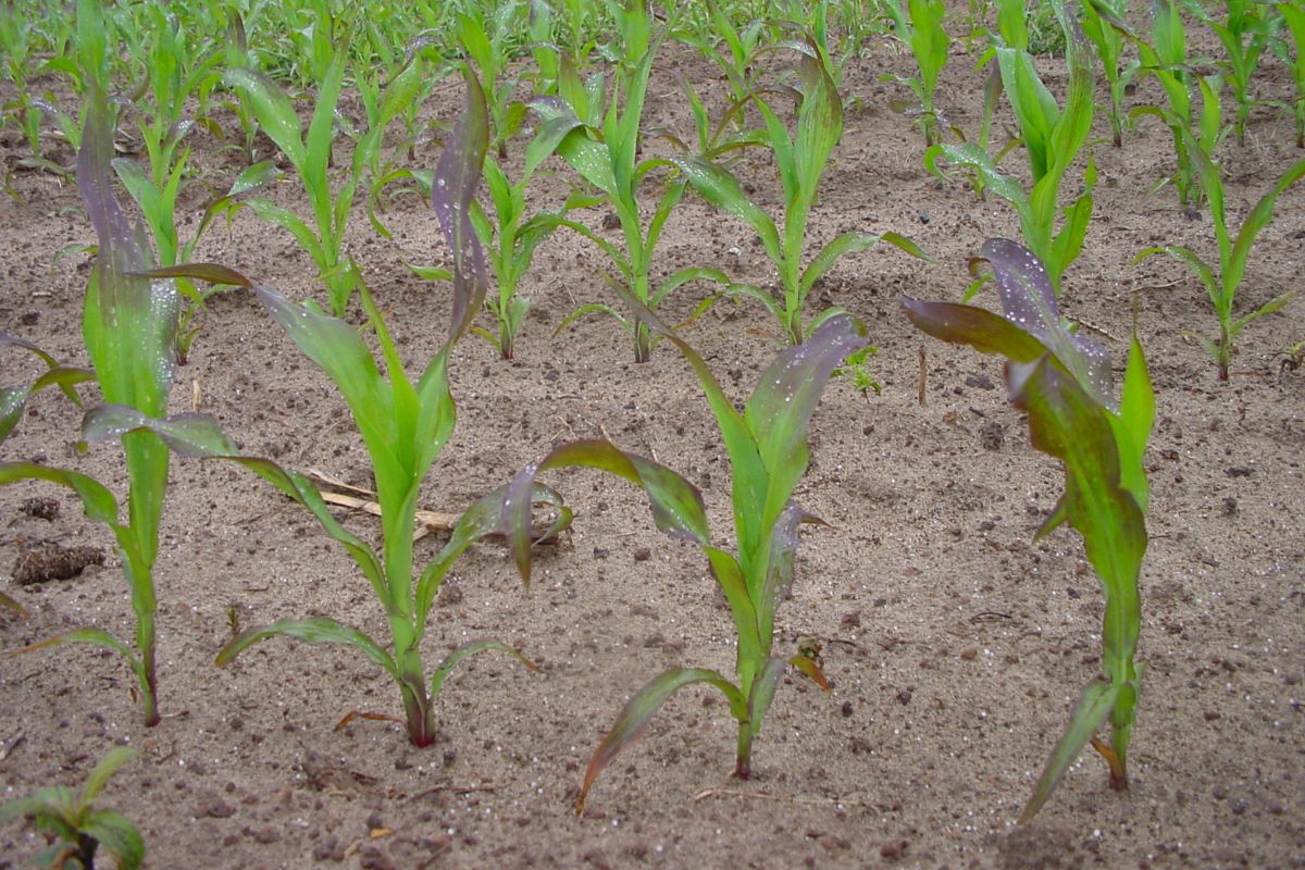 Objawem niedoboru fosforu w kukurydzy są fioletowe liście