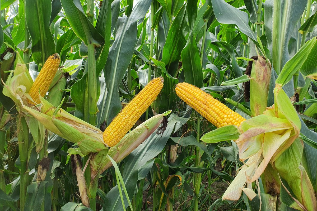 Zbilansowane nawożenie kukurydzy daje plon
