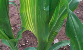 nawozenie dolistne kukurydzy